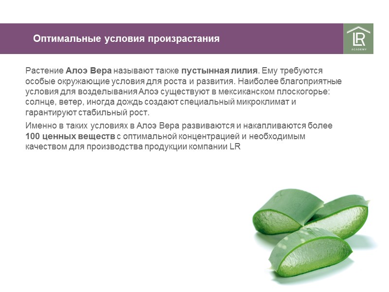 Оптимальные условия произрастания Растение Алоэ Вера называют также пустынная лилия. Ему требуются особые окружающие Оптимальные условия произрастания Растение Алоэ Вера называют также пустынная лилия. Ему требуются особые окружающие